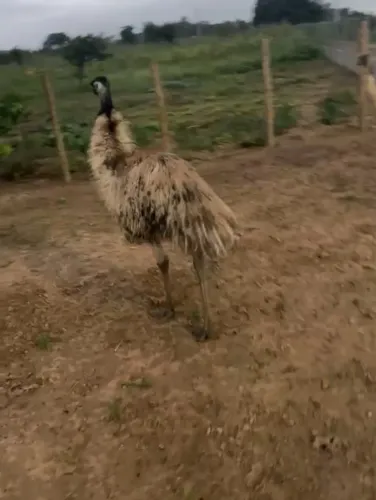 Galinha caipira