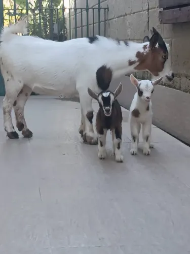Vendo criação de Mini Cabras
