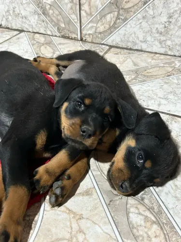 Filhotes fêmeas de Rottweiler disponíveis
