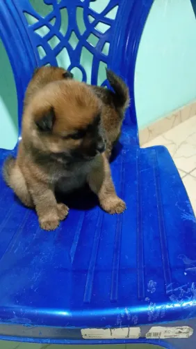 Vendo filhote de Chow Chow macho 450 fêmea 500 vão estar acabando meu povo l
