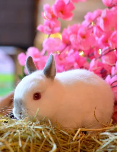 Coelho Netherland padrão show machos e fêmeas filhotes hamster porquinho cal0psit0 coelho