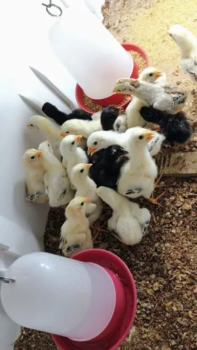 Lote com 10 pintinhos da raça Moura com oito dias r$ 300 individual r$ 60