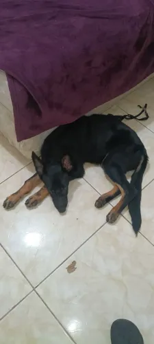 Pastor Alemão 4 meses