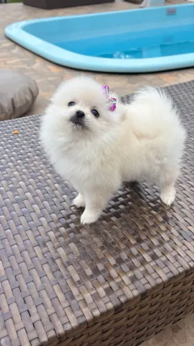 Spitz Alemão / Lulu da Pomerania. PARCELAMOS EM ATÉ 10X SEM JUROS 