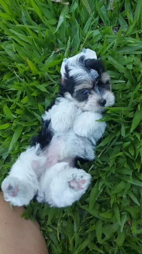 Amor em 4 patas BIEWER machinho amigo fiel