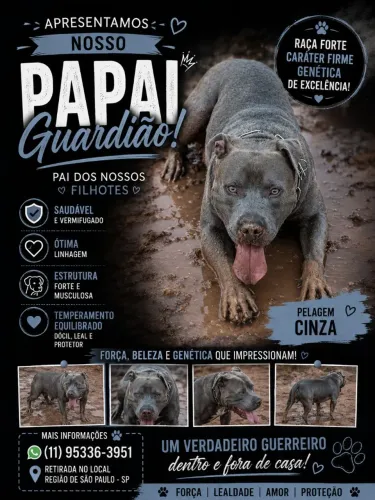 American Bully
