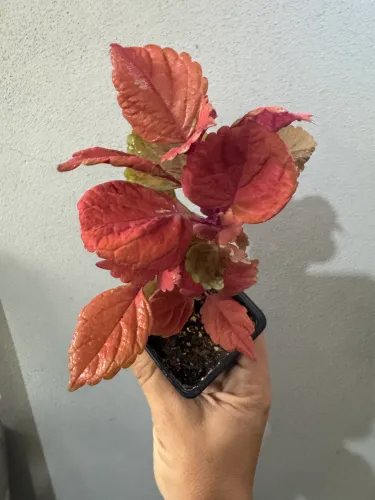 Muda coleus vermelho