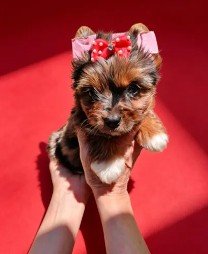 Yorkshire Mini Encantadora