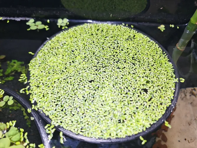 Lentilha d'água - Plantas Aquáticas para Aquário