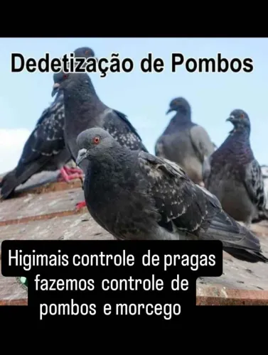 Retirada de pombos 