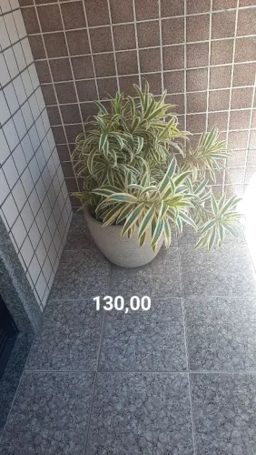 Plantas naturais
