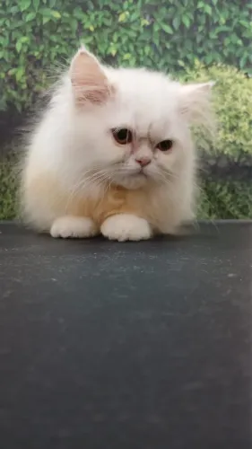 Gato persa legitimo