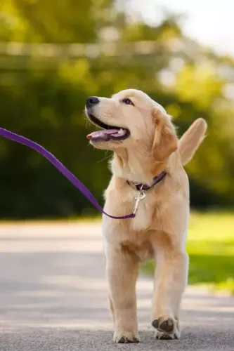Pet Sitter: Fique tranquilo sabendo que seu pet está em boas mãos.