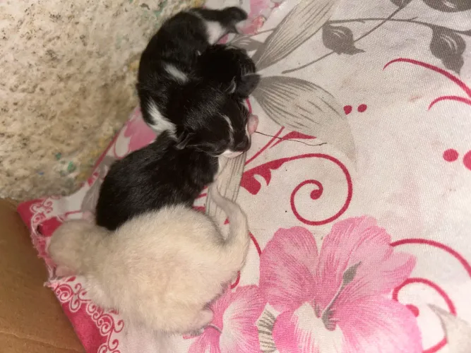 Doação de gatinhos