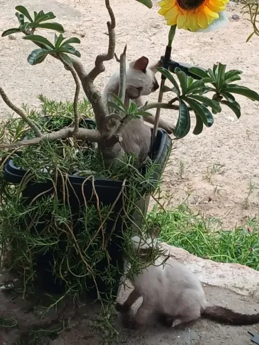 Gatinhos