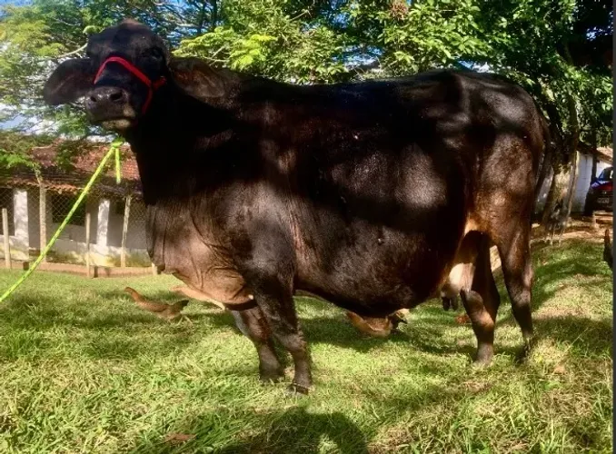 Vaca Girolanda Prenhe - Inseminada sexada Fêmea