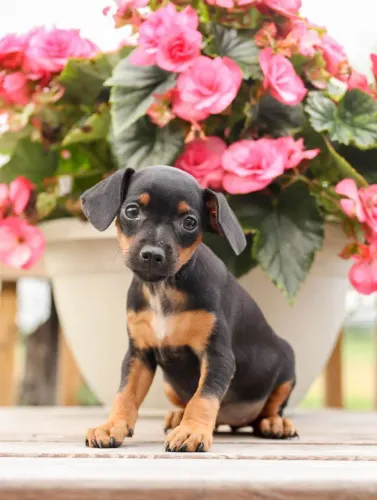 Linda filhote de pinscher fêmea 