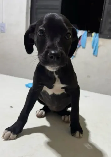 Doação cachorro fêmia