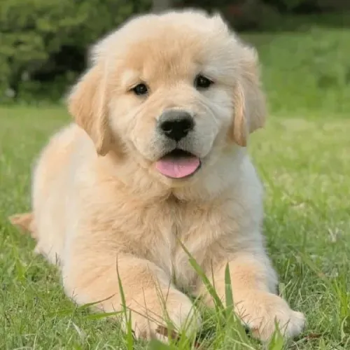 Filhote de Golden retrievier macho disponível 