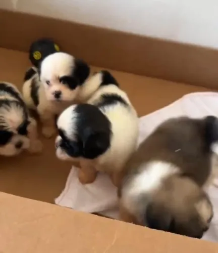 Shih Tzu Fêmea disponível