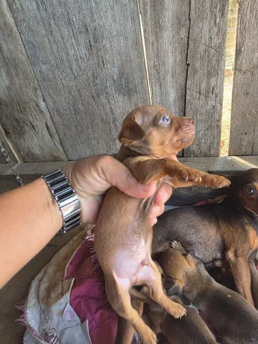 Pinscher chocolate 
