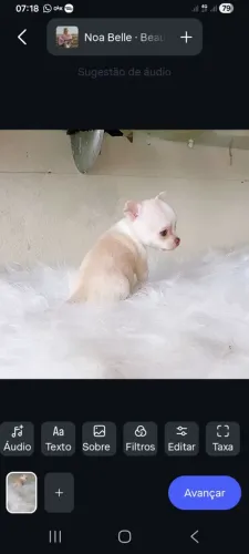 Chihuahua em Fortaleza