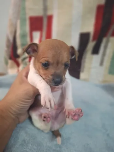 Filhote de pinscher