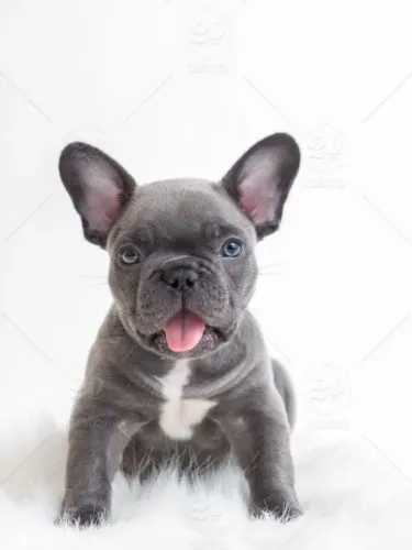 Filhote de bulldog francês blue disponíveis.