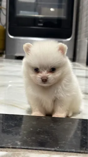 Spitz Alemão