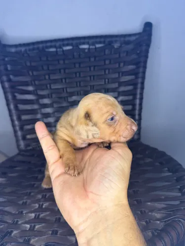 Daschund femia alerquim 