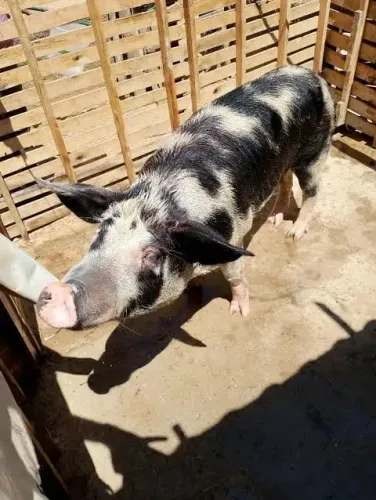 Porco caipira doasse