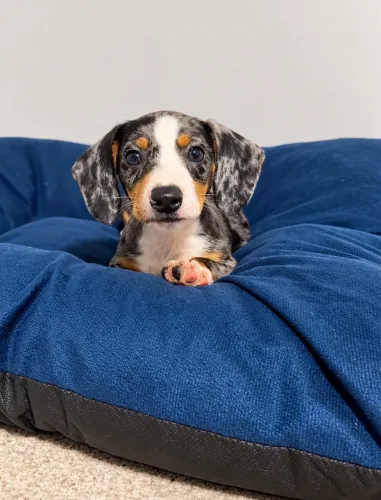 Dachshund mini machinho