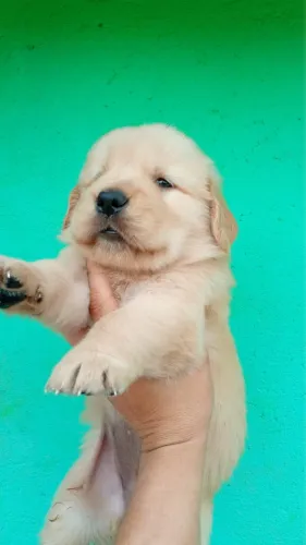 Golden retriever bebês