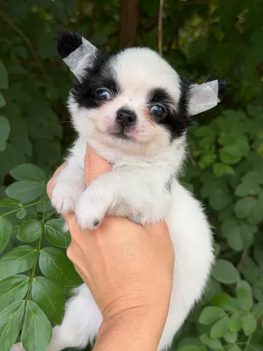 Chihuahua- Acompanhado de Beleza, Carisma e Doçura