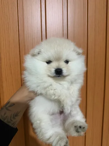 Vendo filhote de Lulu da pomerania