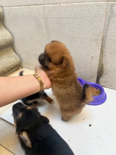 Filhote macho Lulu da Pomerania com yorkshire