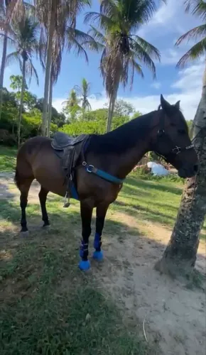 Vendo cavalo de vaquejada de direita.