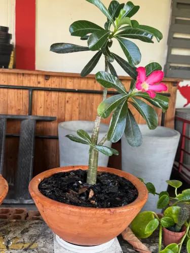 Vendo Rosa do Deserto