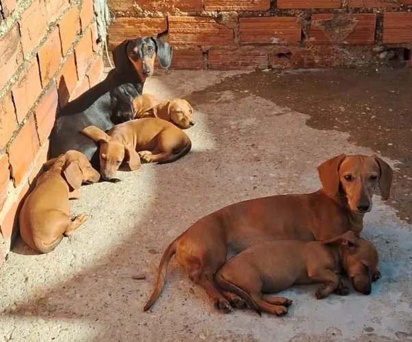 Adote um Pet
