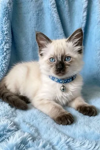 Gato siamês peludinho com 50 dias 