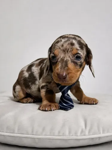 Teckel dachshund macho  chocomerle miniatura 