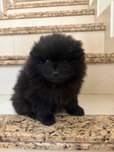 Spitz alemão (Lulu da pomerania)