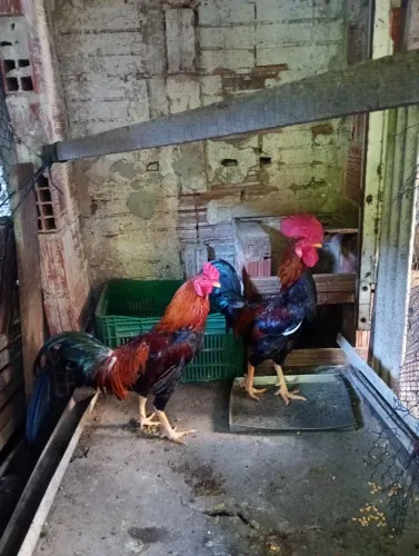 VENDO GALOS CAIPIRAS E PESCOÇO PELADO