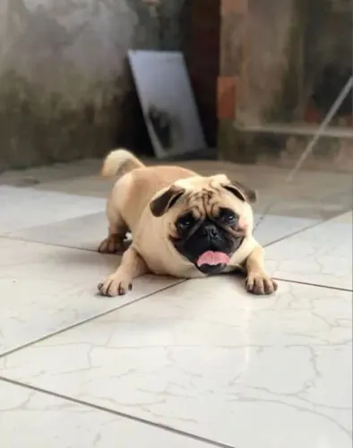 Pug macho disponível para cruza