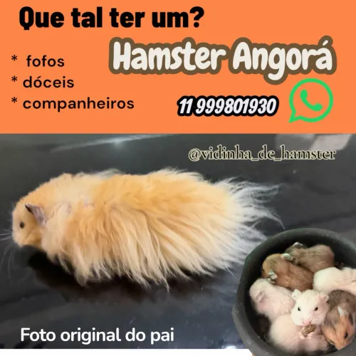 Filhote de hamster angora