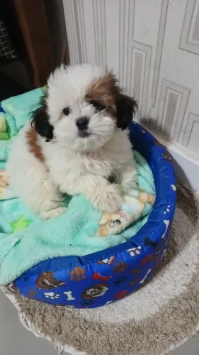 Vendo cachorro shitzu