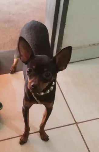 Pincher chocolate macho 