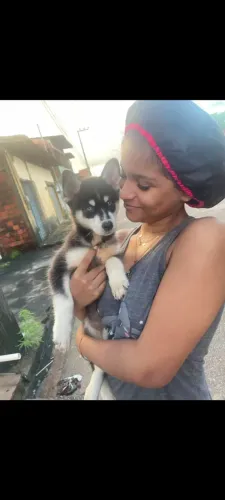 Husky siberiano 