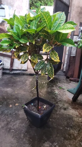 Crotons em formato tipo arboreta