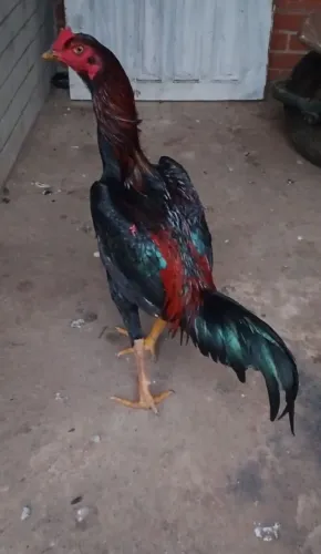Frangos e frangas